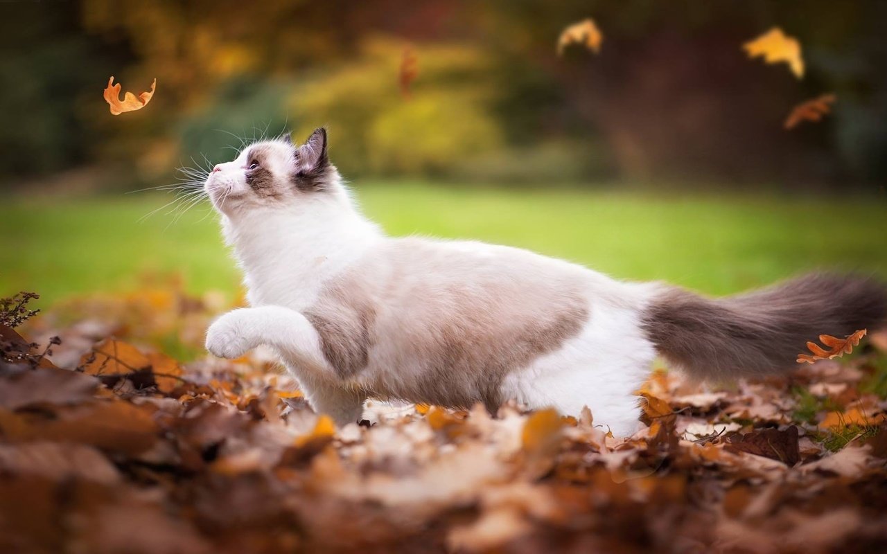 Обои листья, кот, кошка, осень, играет, листопад, рэгдолл, leaves, cat, autumn, plays, falling leaves, ragdoll разрешение 2048x1196 Загрузить