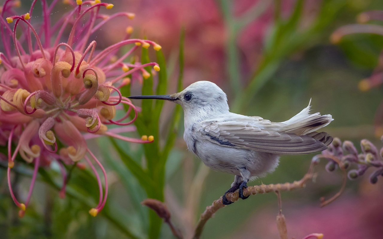 Обои природа, цветок, птица, птичка, тропики, колибри, nature, flower, bird, tropics, hummingbird разрешение 1920x1262 Загрузить