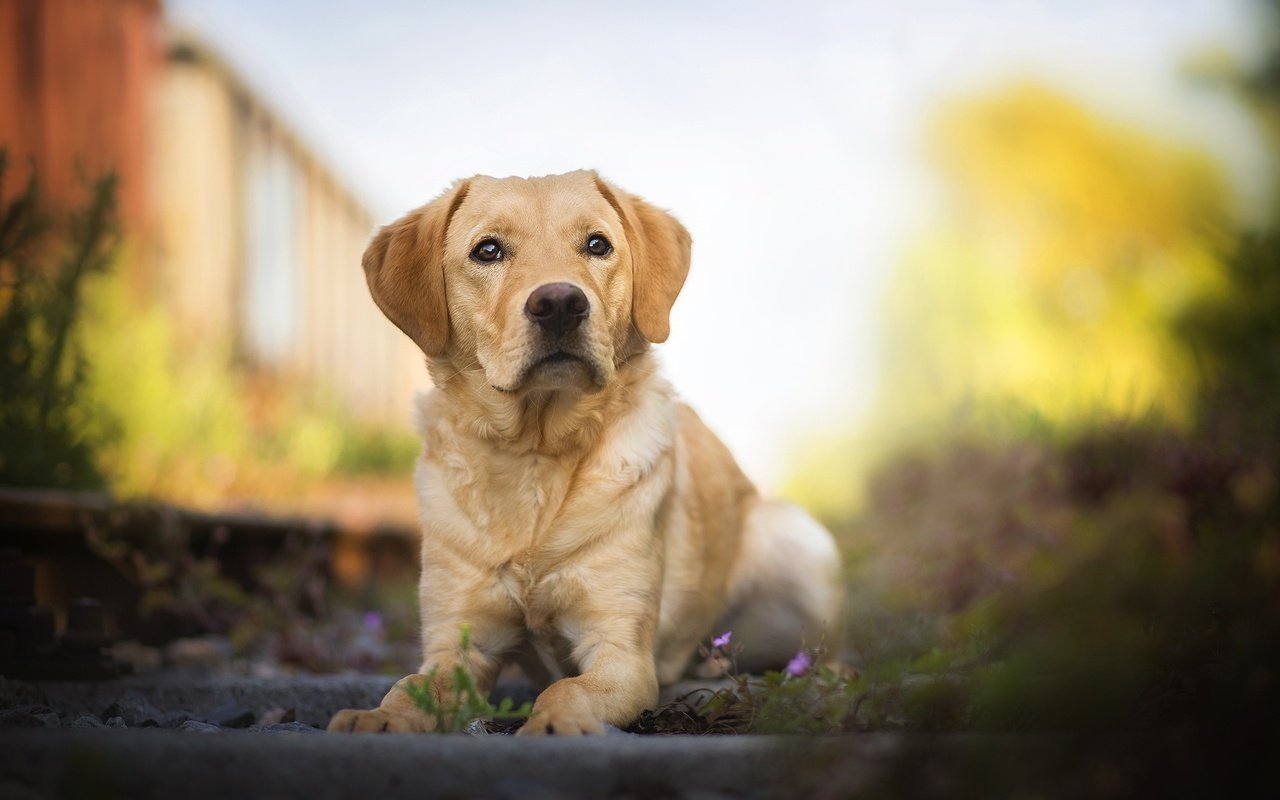 Обои мордочка, взгляд, собака, лабрадор, боке, ретривер, amazing dogs, mumble, лабрадор ретривер, muzzle, look, dog, labrador, bokeh, retriever, labrador retriever разрешение 2048x1211 Загрузить