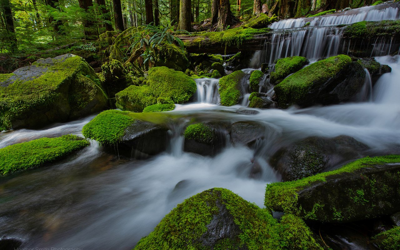 Обои река, природа, камни, лес, водопад, мох, river, nature, stones, forest, waterfall, moss разрешение 1920x1200 Загрузить