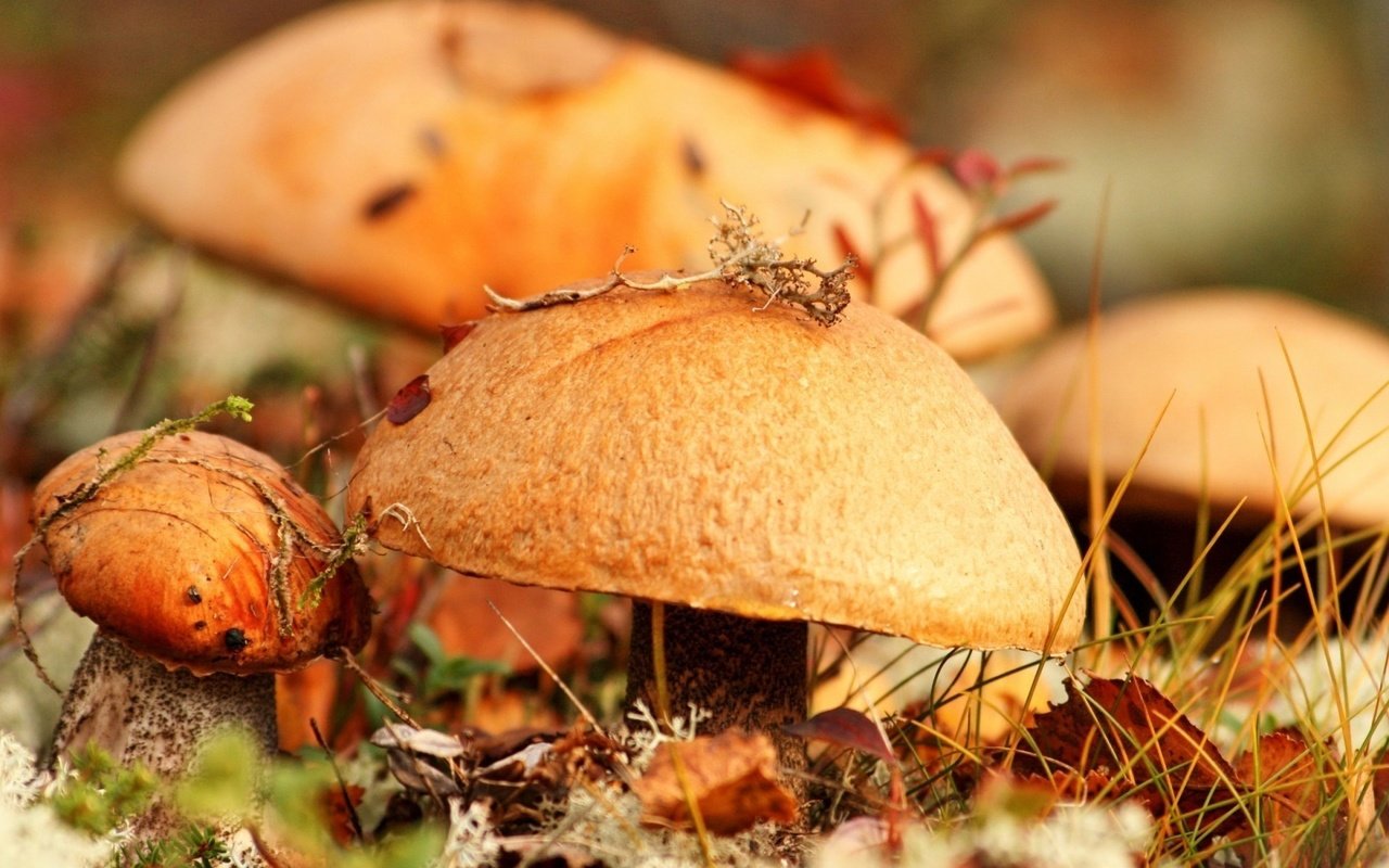 Обои трава, природа, лес, листья, осень, грибы, гриб, grass, nature, forest, leaves, autumn, mushrooms, mushroom разрешение 1920x1200 Загрузить