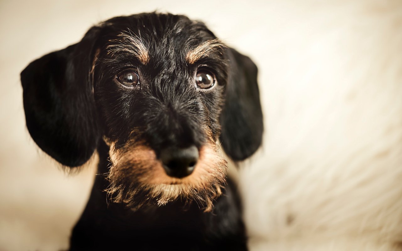 Обои мордочка, взгляд, собака, такса, жесткошерстная такса, muzzle, look, dog, dachshund, wire-haired dachshund разрешение 1920x1200 Загрузить