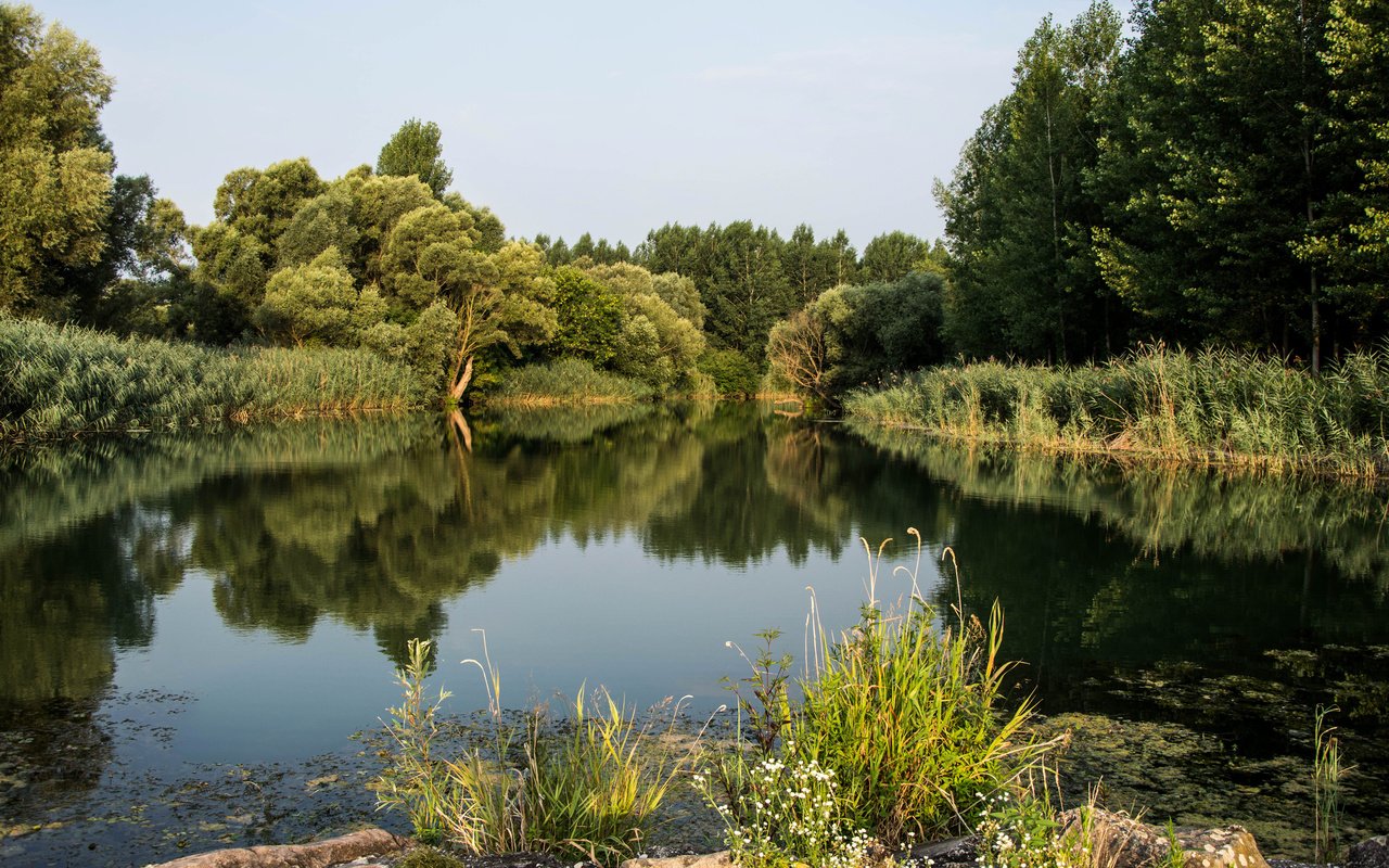 Обои деревья, река, природа, растения, лес, пейзаж, дунай, trees, river, nature, plants, forest, landscape, the danube разрешение 3840x2400 Загрузить