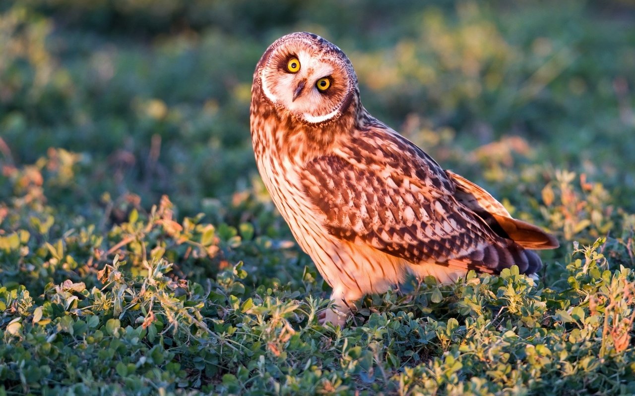 Обои трава, сова, взгляд, хищник, птица, болотная сова, grass, owl, look, predator, bird, short-eared owl разрешение 2048x1365 Загрузить