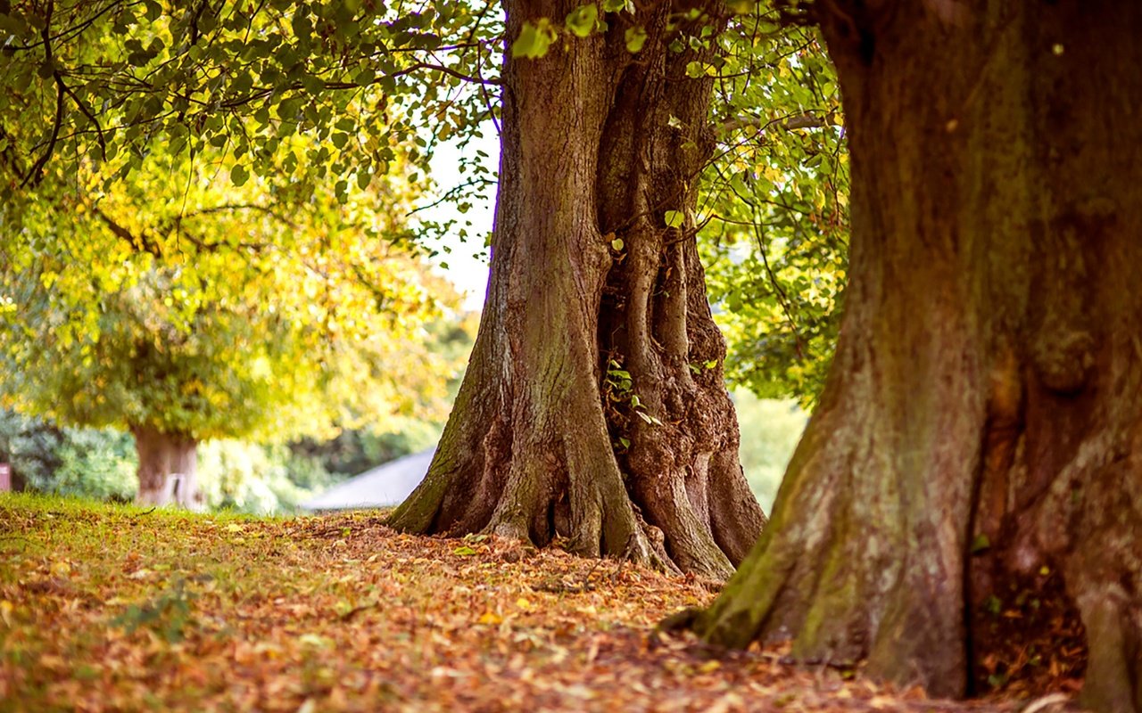 Обои деревья, природа, стволы, листва, осень, trees, nature, trunks, foliage, autumn разрешение 3000x2000 Загрузить