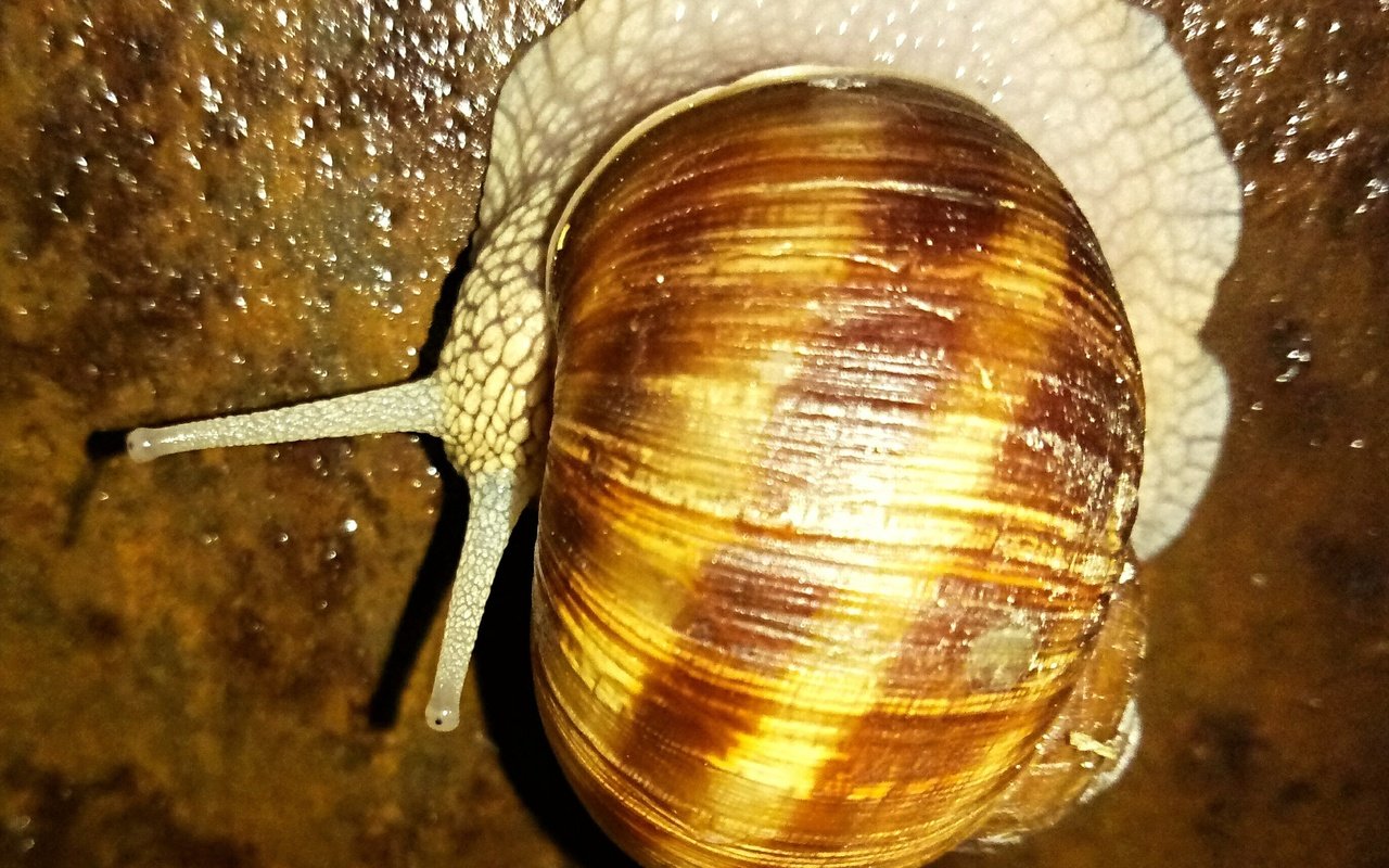 Обои улитка, необычная, snail, unusual разрешение 2560x1600 Загрузить