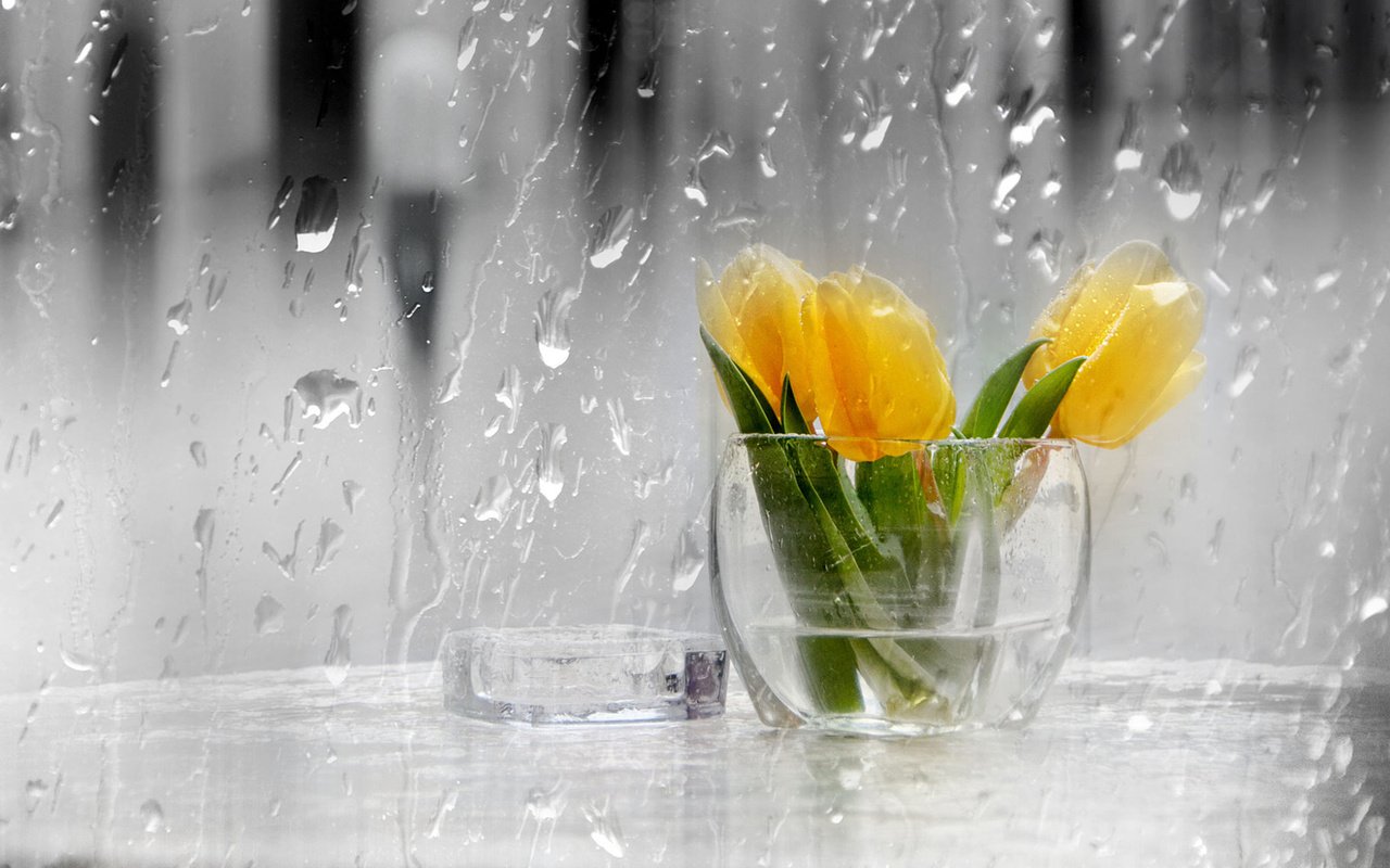 Обои цветы, капли, дождь, тюльпаны, стекло, ваза, желтые, flowers, drops, rain, tulips, glass, vase, yellow разрешение 1920x1200 Загрузить