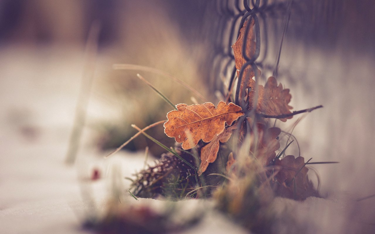 Обои трава, макро, осень, забор, лист, боке, grass, macro, autumn, the fence, sheet, bokeh разрешение 1920x1200 Загрузить