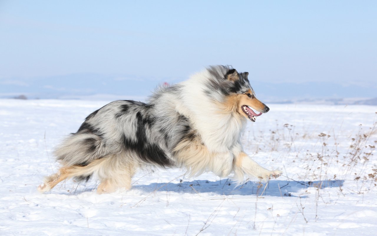 Обои снег, поле, собака, колли, шотландская овчарка, snow, field, dog, collie, scottish shepherd разрешение 3840x2400 Загрузить