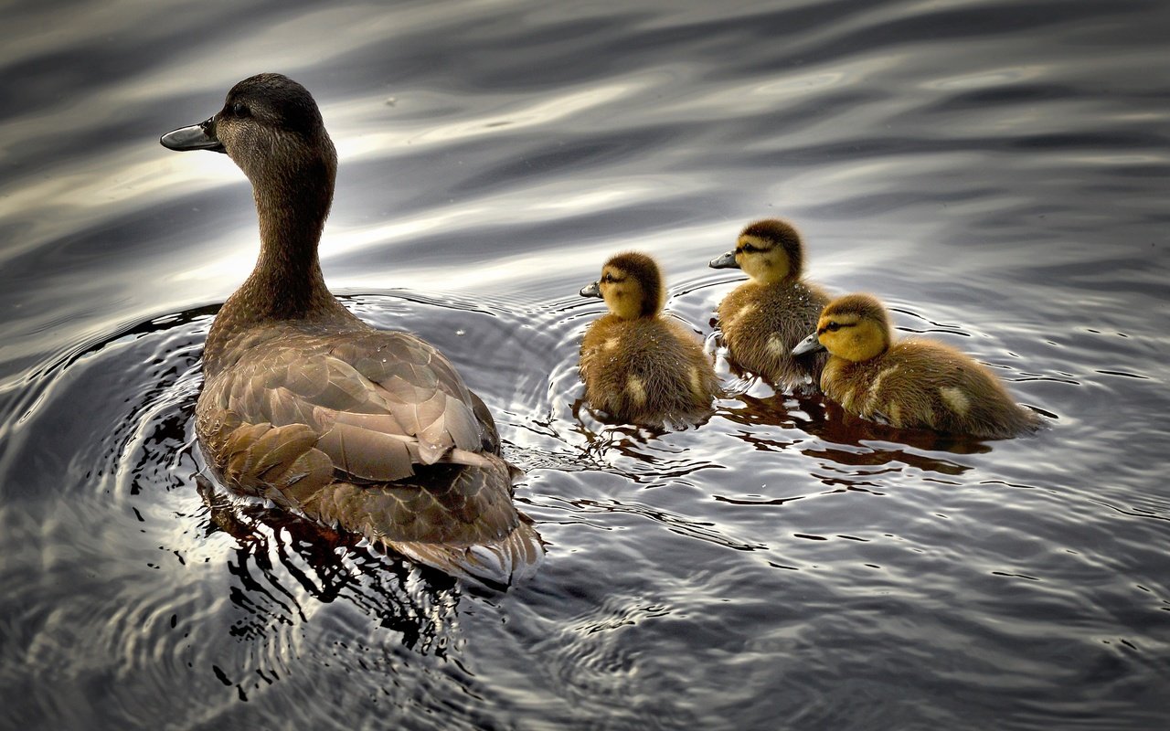 Обои вода, птицы, утята, утки, утка, птенцы, water, birds, ducklings, duck, chicks разрешение 4714x3011 Загрузить