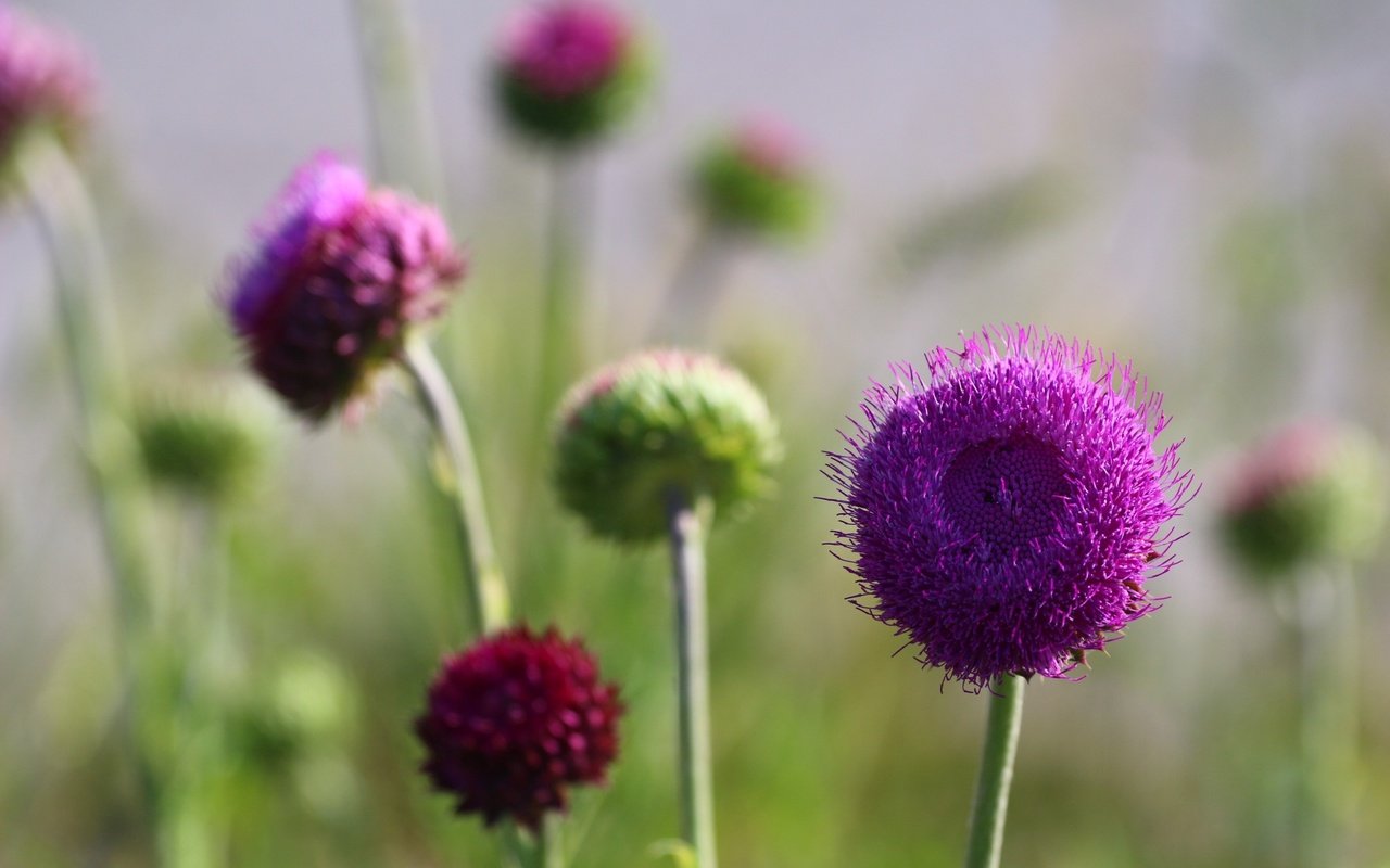 Обои цветы, фон, лето, стебли, чертополох, flowers, background, summer, stems, thistle разрешение 1920x1280 Загрузить