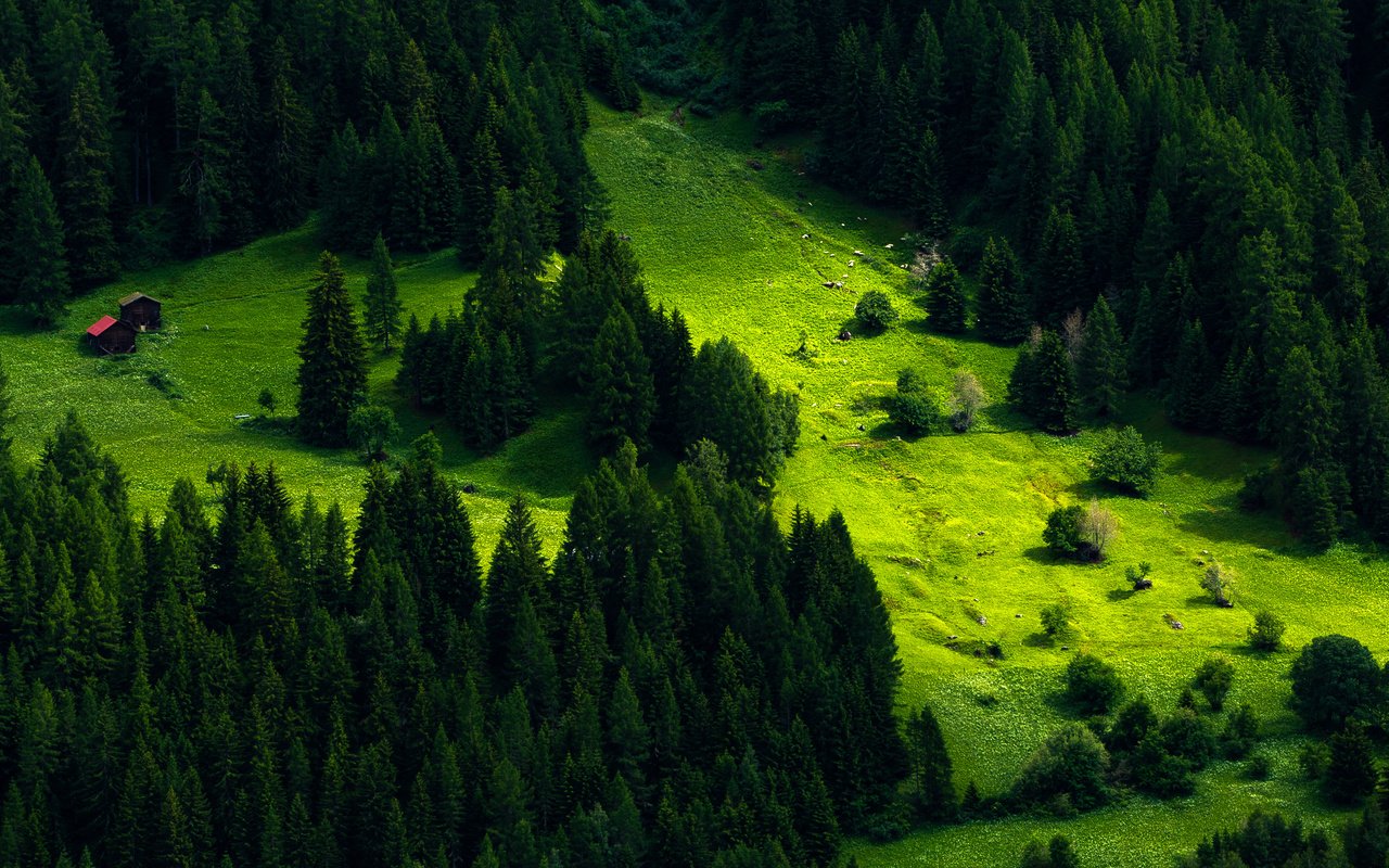 Обои деревья, природа, лес, швейцария, луг, пихта, trees, nature, forest, switzerland, meadow, fir разрешение 4350x2500 Загрузить