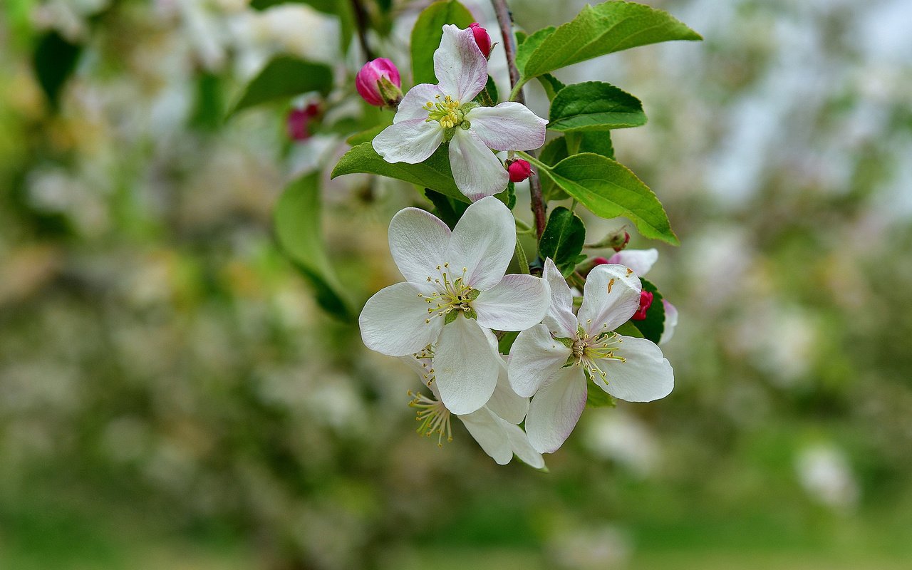 Обои ветка, дерево, цветение, весна, яблоня, branch, tree, flowering, spring, apple разрешение 2048x1372 Загрузить