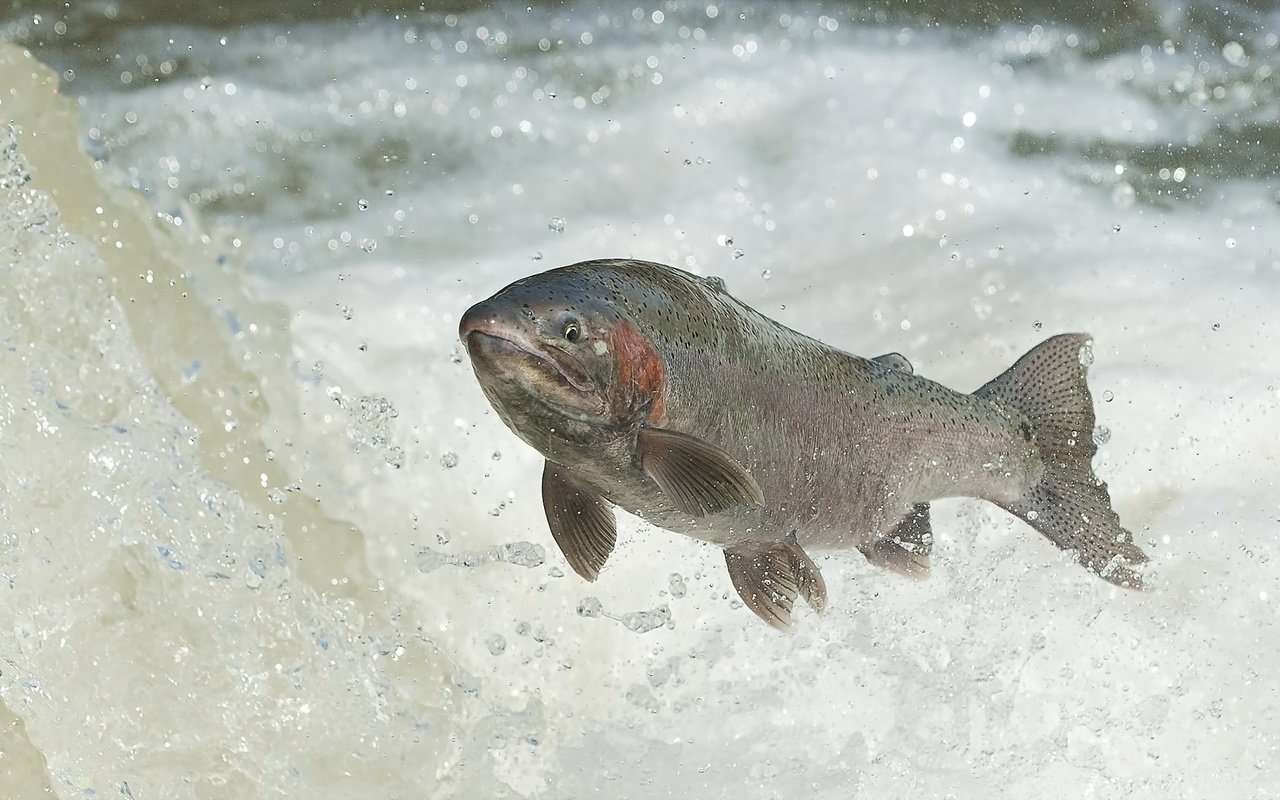 Обои вода, река, прыжок, рыба, каскад, лосось, нерест, water, river, jump, fish, cascade, salmon разрешение 2047x1189 Загрузить