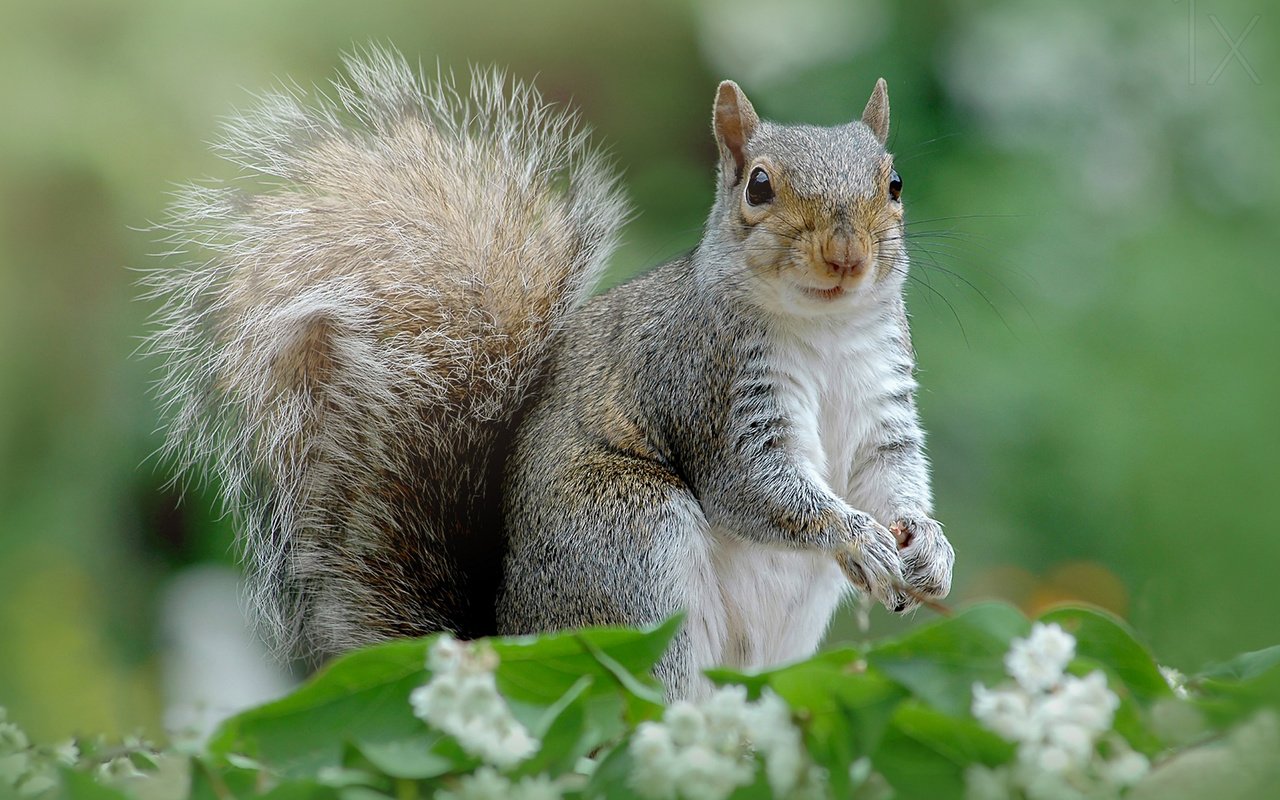 Обои природа, фон, цвет, белка, хвост, хвостик, белочка, грызун, nature, background, color, protein, tail, ponytail, squirrel, rodent разрешение 1920x1200 Загрузить