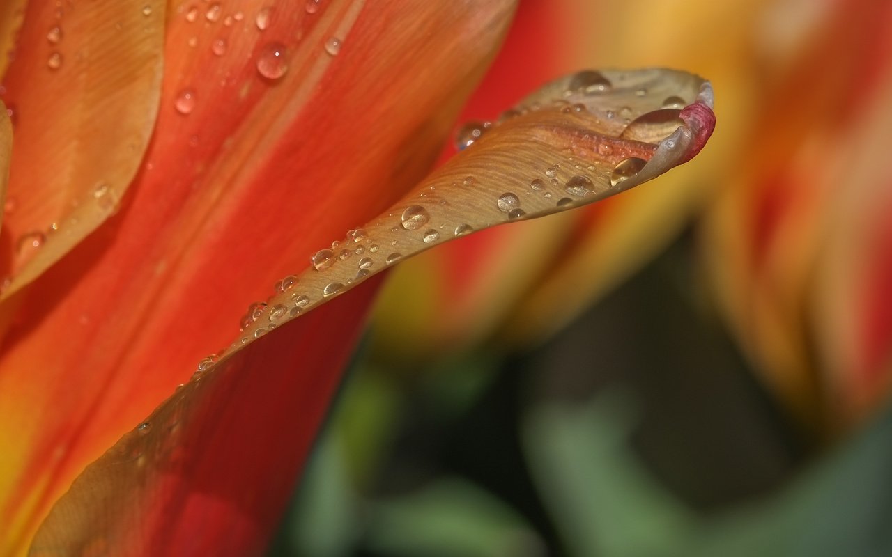 Обои макро, цветок, роса, капли, лепестки, тюльпан, macro, flower, rosa, drops, petals, tulip разрешение 2496x1664 Загрузить