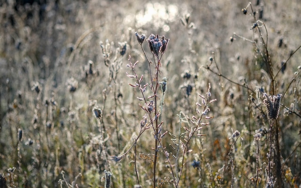 Обои цветы, трава, природа, растения, сухие, flowers, grass, nature, plants, dry разрешение 4896x3264 Загрузить