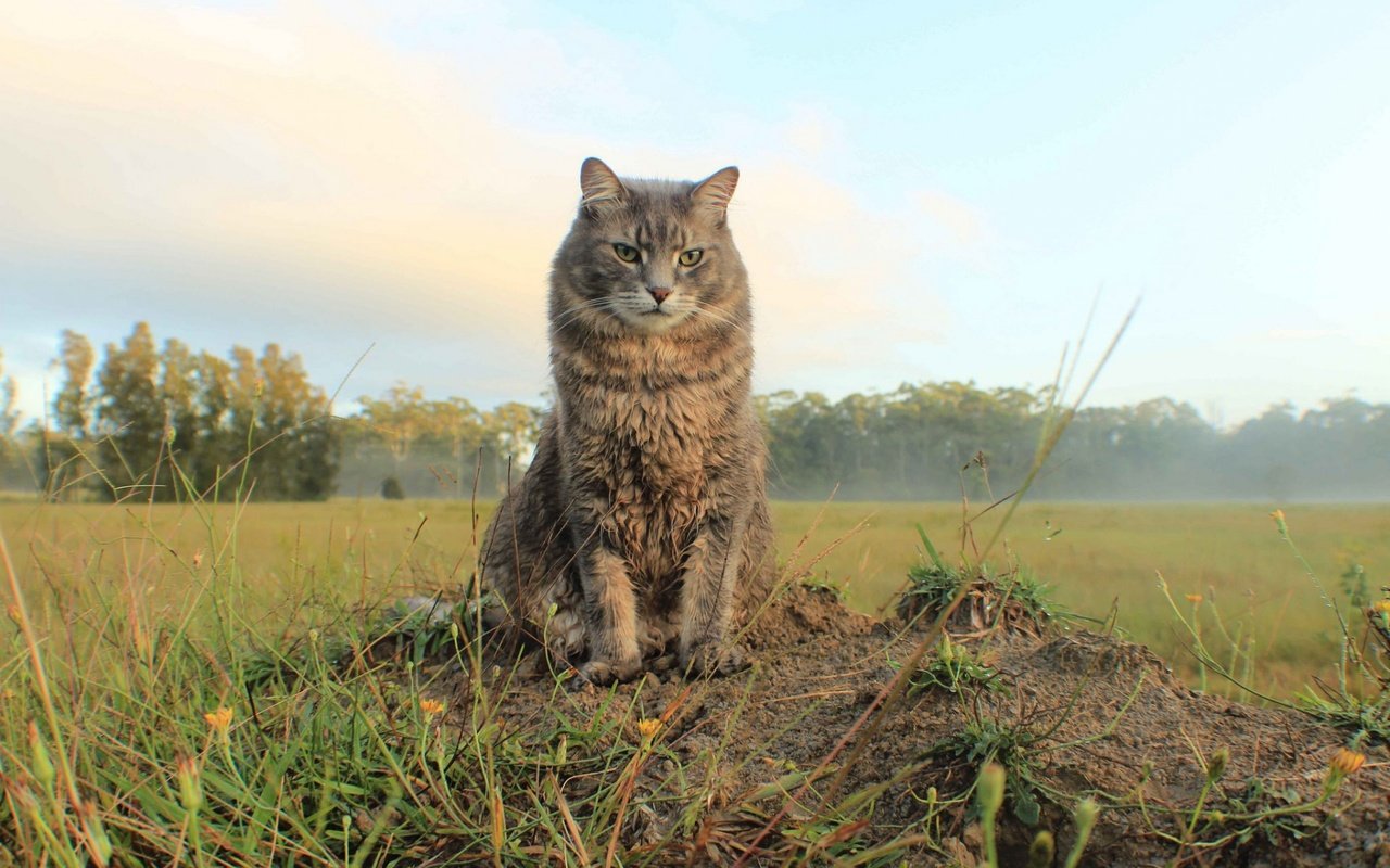 Обои природа, кот, поле, кошка, взгляд, простор, nature, cat, field, look, space разрешение 1920x1200 Загрузить