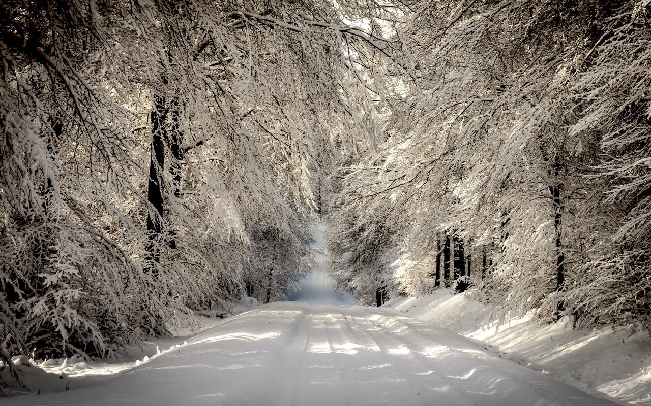 Обои дорога, деревья, снег, лес, зима, ветки, иней, road, trees, snow, forest, winter, branches, frost разрешение 2560x1600 Загрузить