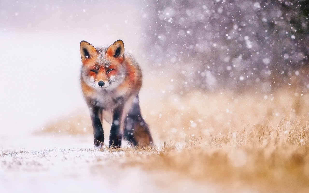 Обои трава, снег, зима, животные, лиса, лисица, хвост, grass, snow, winter, animals, fox, tail разрешение 2048x1366 Загрузить