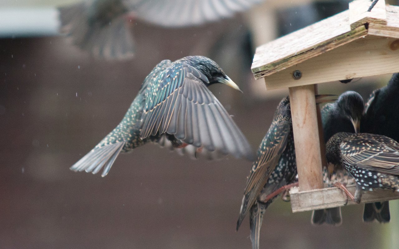 Обои крылья, птицы, клюв, перья, скворец, кормушка, wings, birds, beak, feathers, starling, feeder разрешение 2560x1440 Загрузить