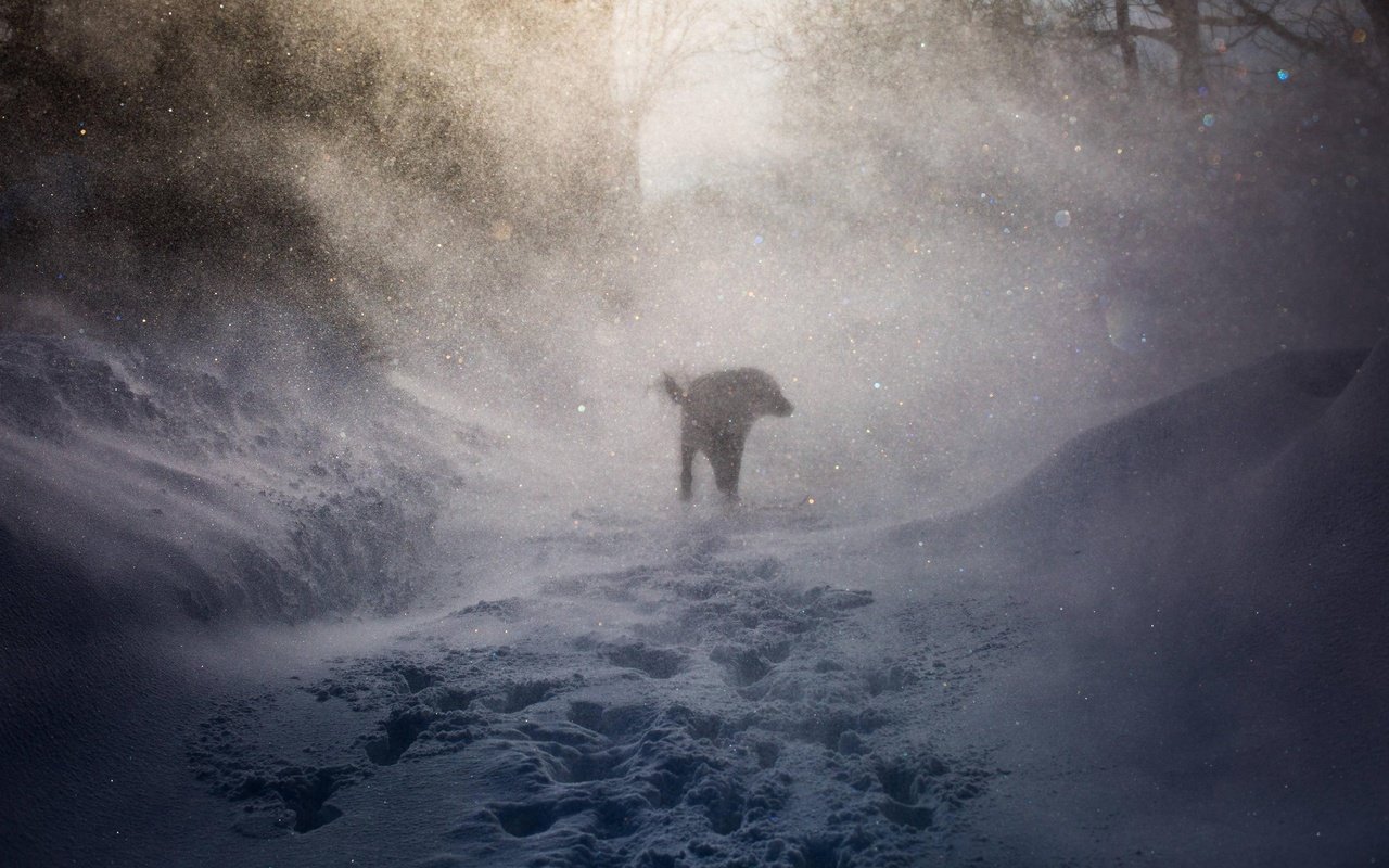 Обои снег, природа, зима, собака, следы, ветер, пес, вьюга, snow, nature, winter, dog, traces, the wind, blizzard разрешение 2560x1600 Загрузить