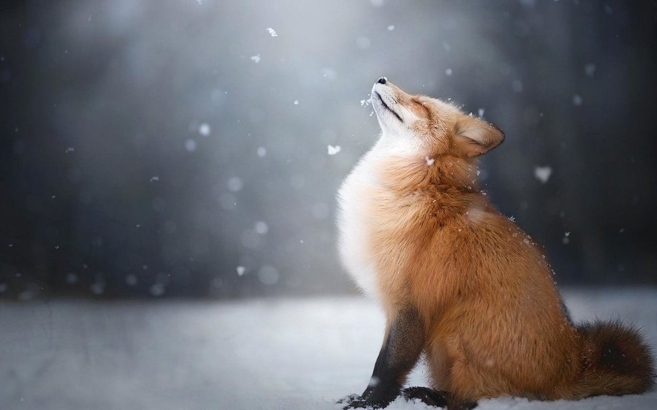 Обои снег, зима, лиса, профиль, лисица, животное, закрытые глаза, snow, winter, fox, profile, animal, closed eyes разрешение 1920x1080 Загрузить