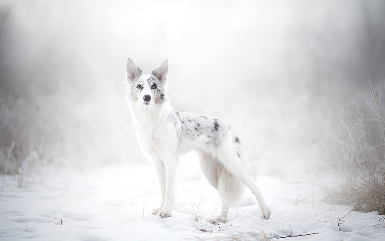 Обои снег, природа, зима, собака, австралийская овчарка, alicja zmysłowska, snow, nature, winter, dog, australian shepherd разрешение 2048x1365 Загрузить