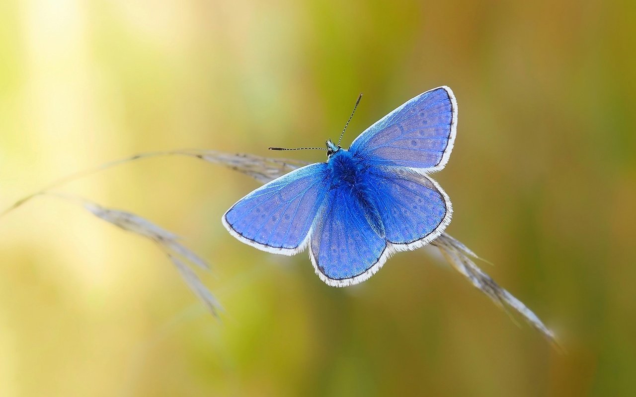 Обои природа, насекомое, бабочка, крылья, nature, insect, butterfly, wings разрешение 1920x1200 Загрузить