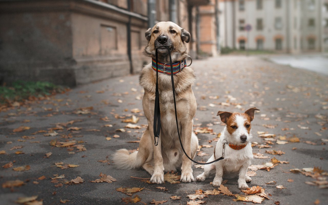 Обои прогулка, ошейник, собаки, поводок, осенние листья, walk, collar, dogs, leash, autumn leaves разрешение 1920x1200 Загрузить