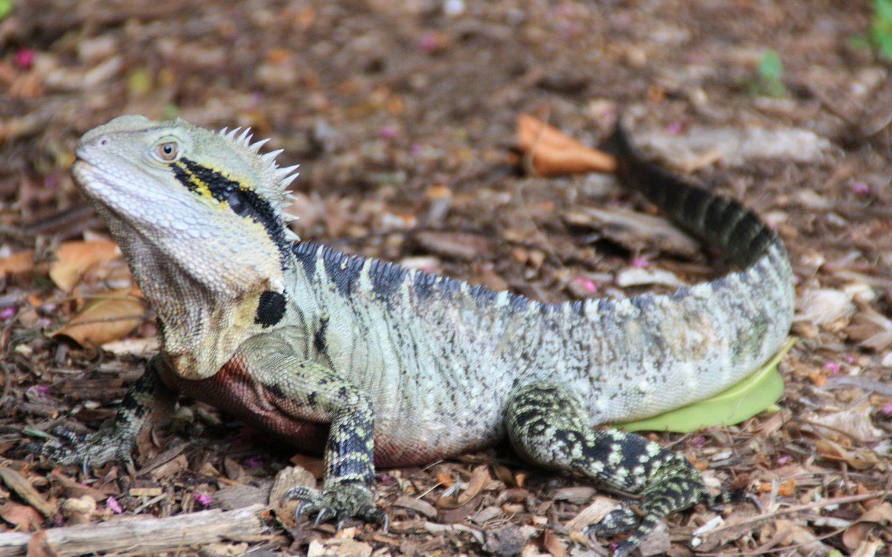 Обои ящерица, австралия, рептилия, игуана, lizard, australia, reptile, iguana разрешение 3888x2592 Загрузить