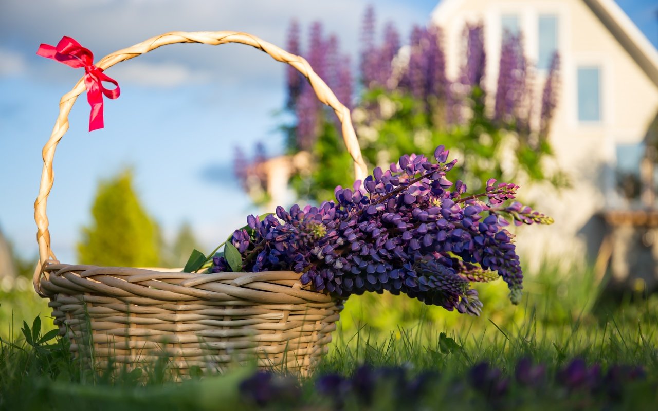 Обои цветы, трава, лаванда, корзина, сиреневые, flowers, grass, lavender, basket, lilac разрешение 5472x3648 Загрузить