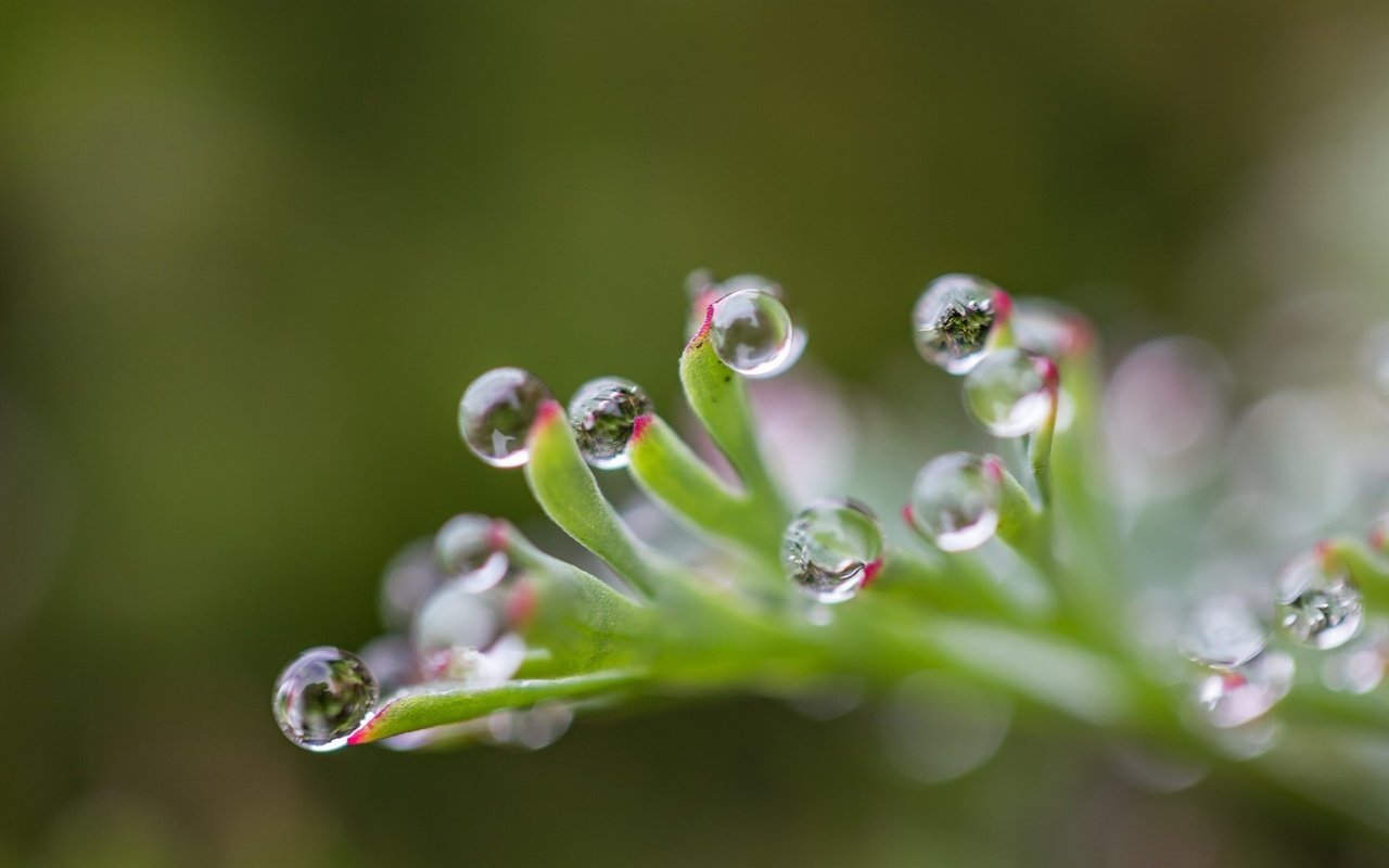 Обои природа, капли, блики, лист, размытость, растение, капельки росы, nature, drops, glare, sheet, blur, plant, drops of dew разрешение 1920x1200 Загрузить