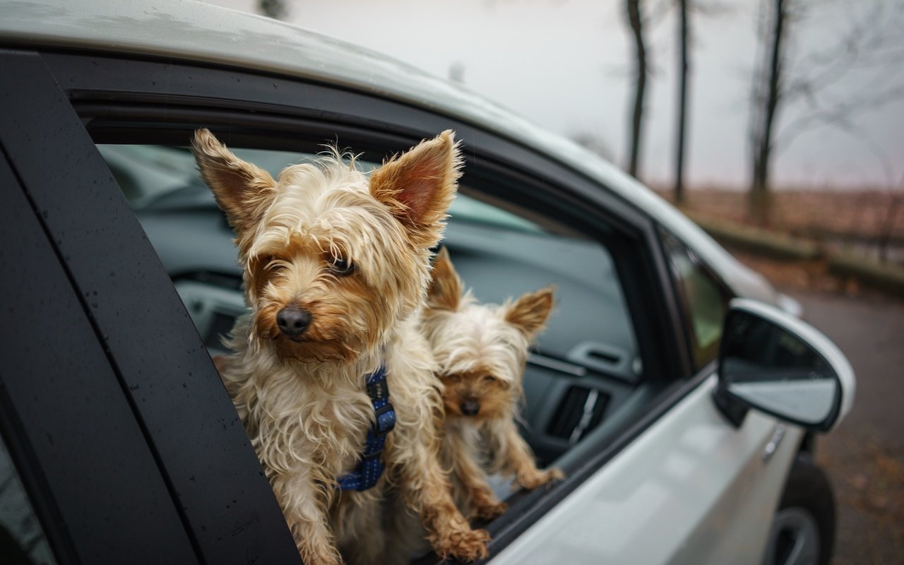 Обои машина, друзья, собаки, йоркширский терьер, machine, friends, dogs, yorkshire terrier разрешение 2048x1367 Загрузить