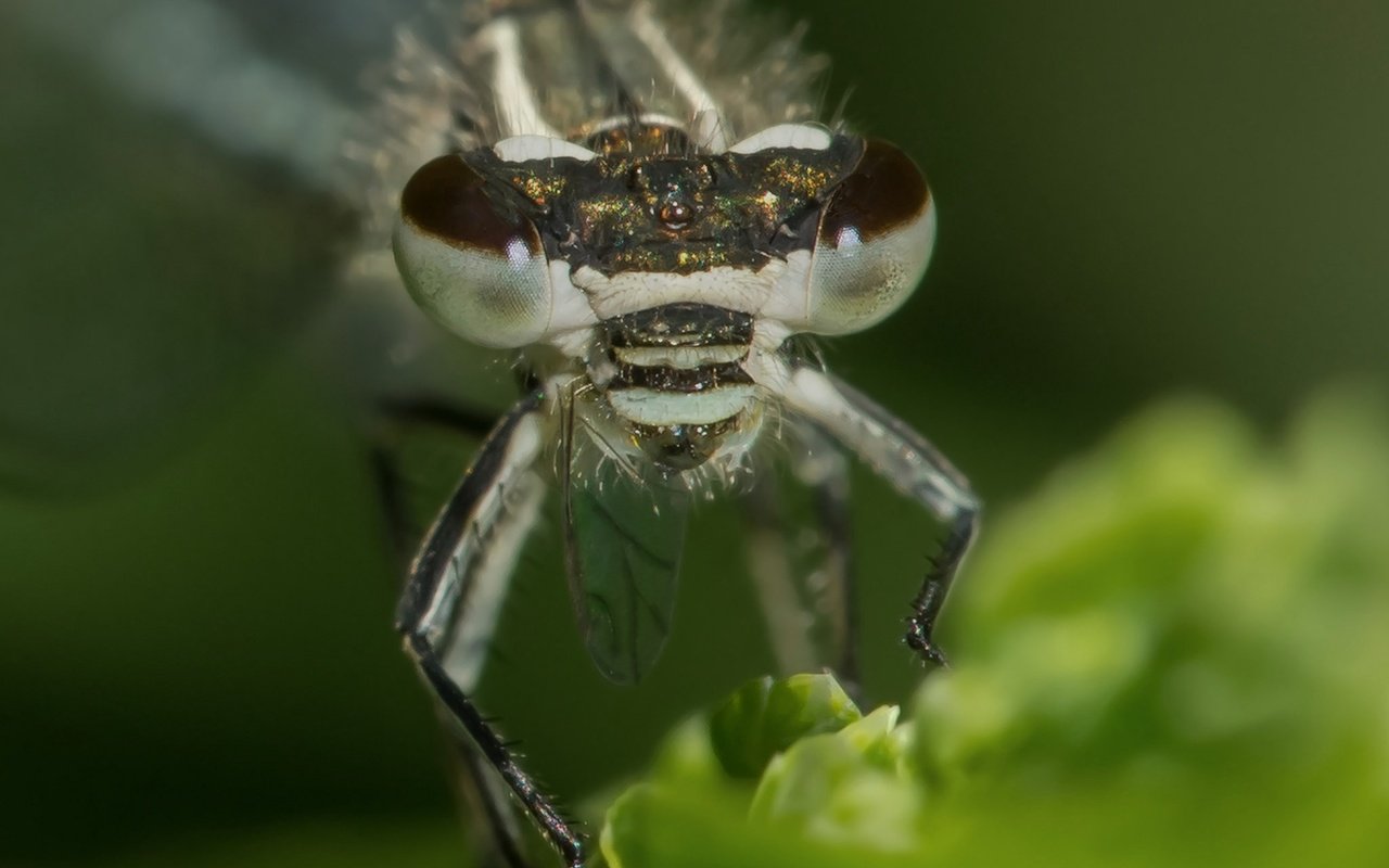 Обои глаза, природа, макро, насекомое, размытость, стрекоза, eyes, nature, macro, insect, blur, dragonfly разрешение 2048x1311 Загрузить