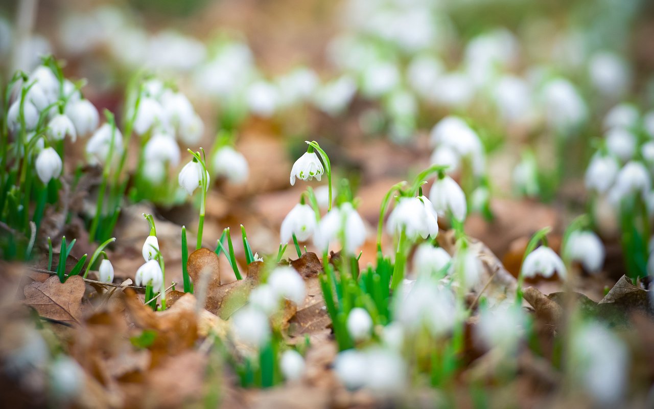 Обои цветы, листья, весна, белые, подснежники, flowers, leaves, spring, white, snowdrops разрешение 1920x1200 Загрузить