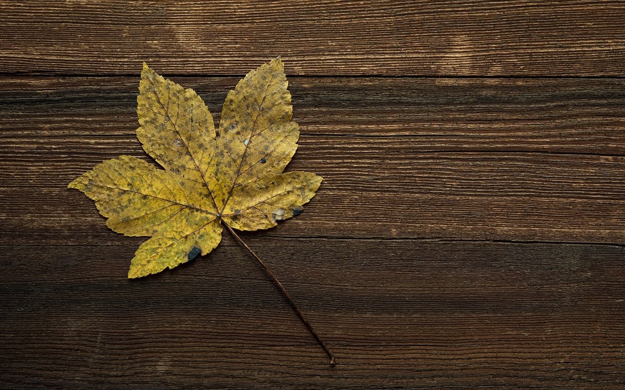 Обои осень, лист, прожилки, деревянная поверхность, autumn, sheet, veins, wooden surface разрешение 2000x1333 Загрузить