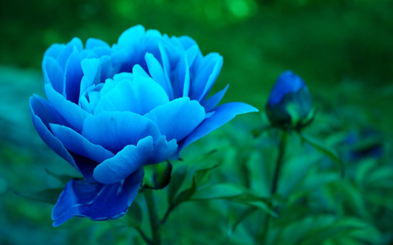 Обои цветы, бутоны, листья, лепестки, синие, пионы, flowers, buds, leaves, petals, blue, peonies разрешение 2560x1600 Загрузить