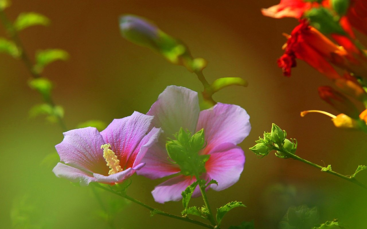 Обои цветы, поле, лепестки, луг, растение, стебель, мальва, flowers, field, petals, meadow, plant, stem, mallow разрешение 2316x1438 Загрузить