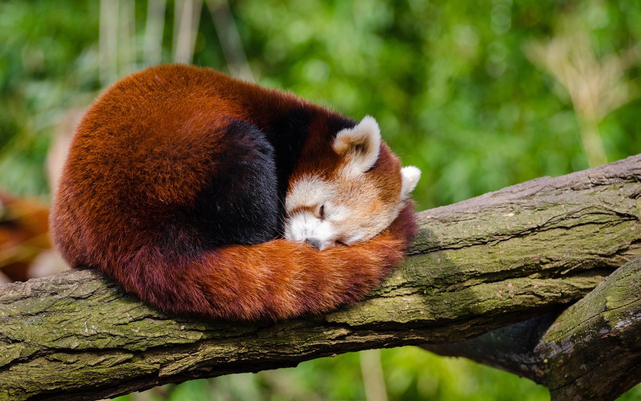 Обои дерево, панда, сон, ствол, красная панда, малая панда, tree, panda, sleep, trunk, red panda разрешение 4000x2649 Загрузить