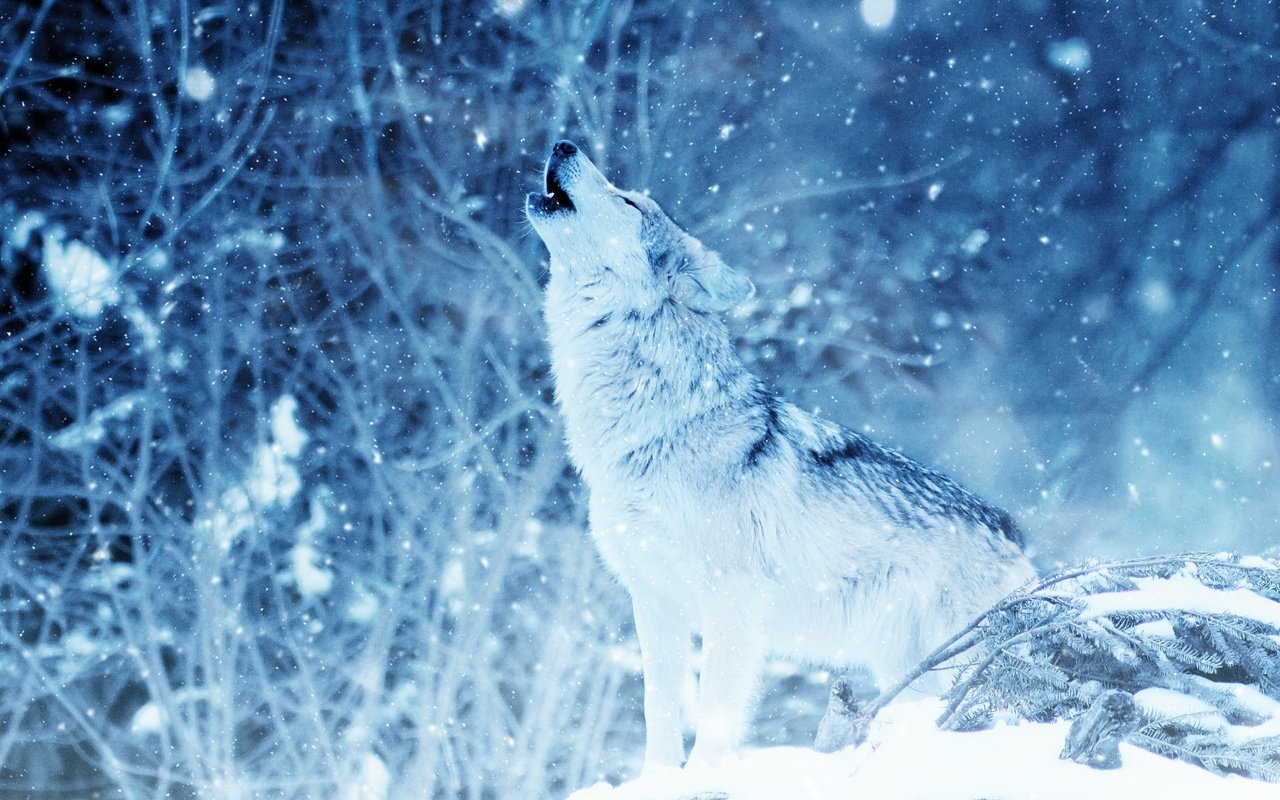 Обои снег, природа, лес, зима, волк, вой, снегопад, snow, nature, forest, winter, wolf, howl, snowfall разрешение 3000x2000 Загрузить