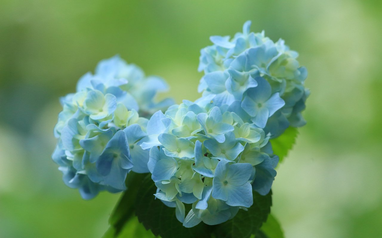 Обои цветы, фон, синий, букет, гортензия, flowers, background, blue, bouquet, hydrangea разрешение 2048x1365 Загрузить