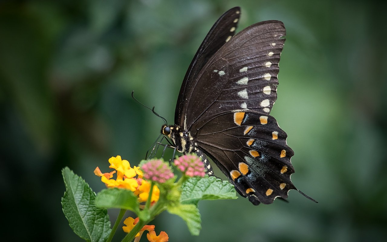 Обои макро, насекомое, цветок, бабочка, крылья, животное, macro, insect, flower, butterfly, wings, animal разрешение 2048x1365 Загрузить