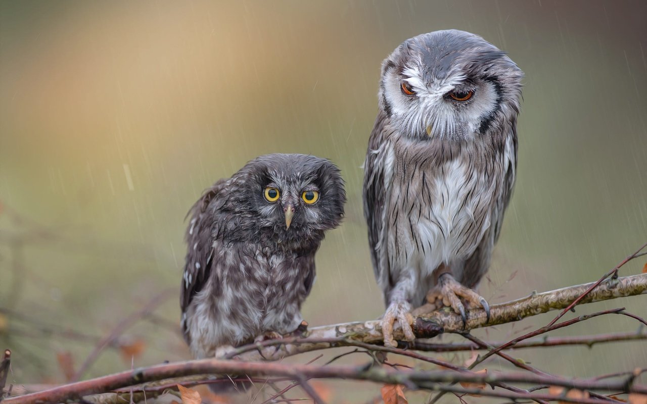 Обои сова, ветки, птицы, мокрые, дождь, совы, tanja brandt, owl, branches, birds, wet, rain, owls разрешение 2000x1331 Загрузить