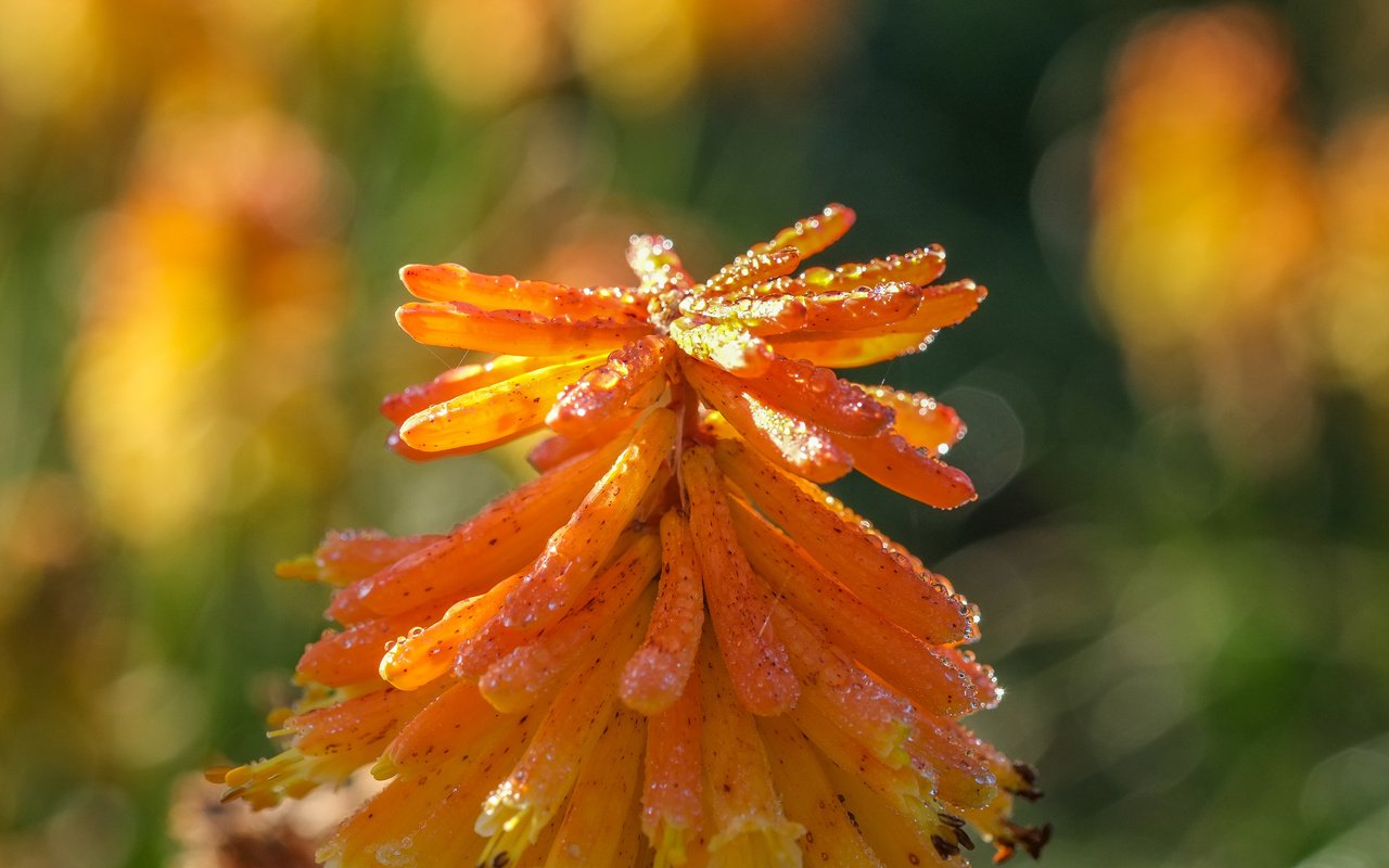 Обои природа, фон, цветок, книфофия, nature, background, flower, kniphofia разрешение 4896x2760 Загрузить