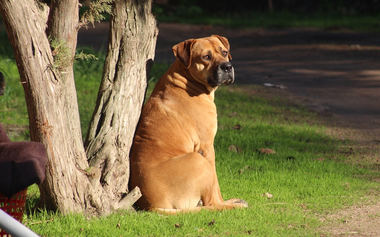 Обои морда, трава, дерево, взгляд, собака, бульмастиф, face, grass, tree, look, dog, bullmastiff разрешение 5184x3456 Загрузить