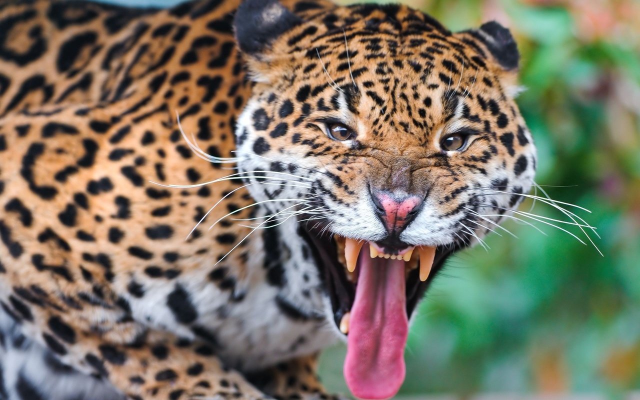 Обои морда, леопард, клыки, хищник, язык, face, leopard, fangs, predator, language разрешение 2560x1440 Загрузить