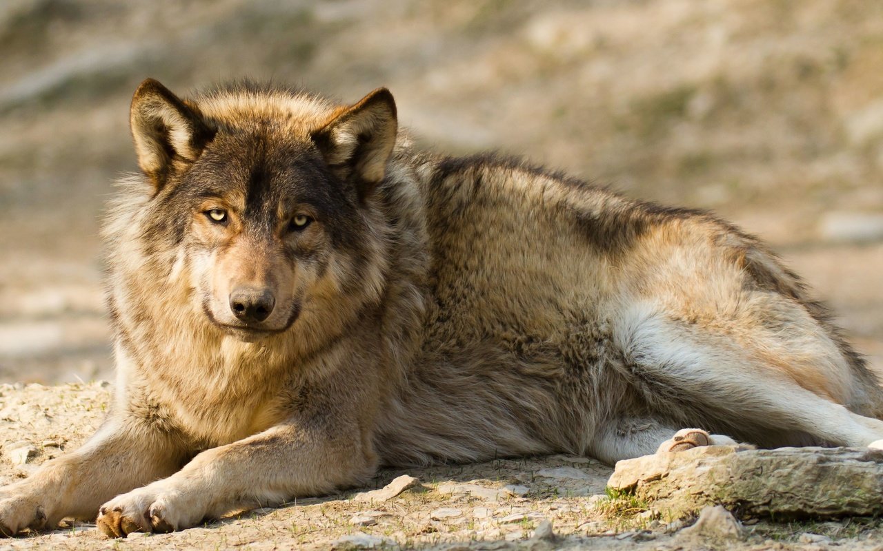 Обои морда, взгляд, хищник, животное, волк, face, look, predator, animal, wolf разрешение 4464x2232 Загрузить