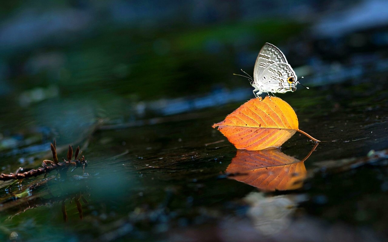 Обои вода, насекомое, бабочка, крылья, лист, water, insect, butterfly, wings, sheet разрешение 2048x1477 Загрузить