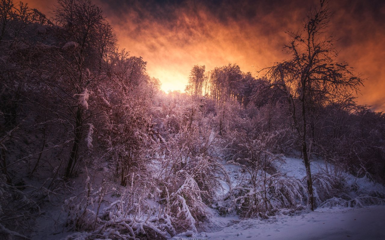 Обои лес, закат, зима, forest, sunset, winter разрешение 1920x1080 Загрузить